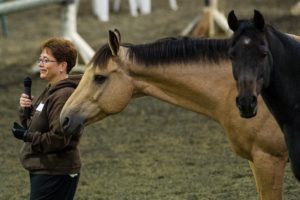 Amanda and Cato horse training
