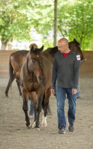 Roam Consulting Washington Horses Leadership training