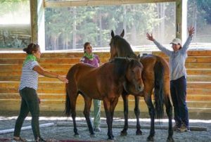 leadership with horses safe rescue