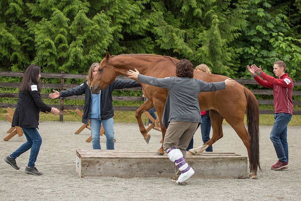 seattle horse leadership training