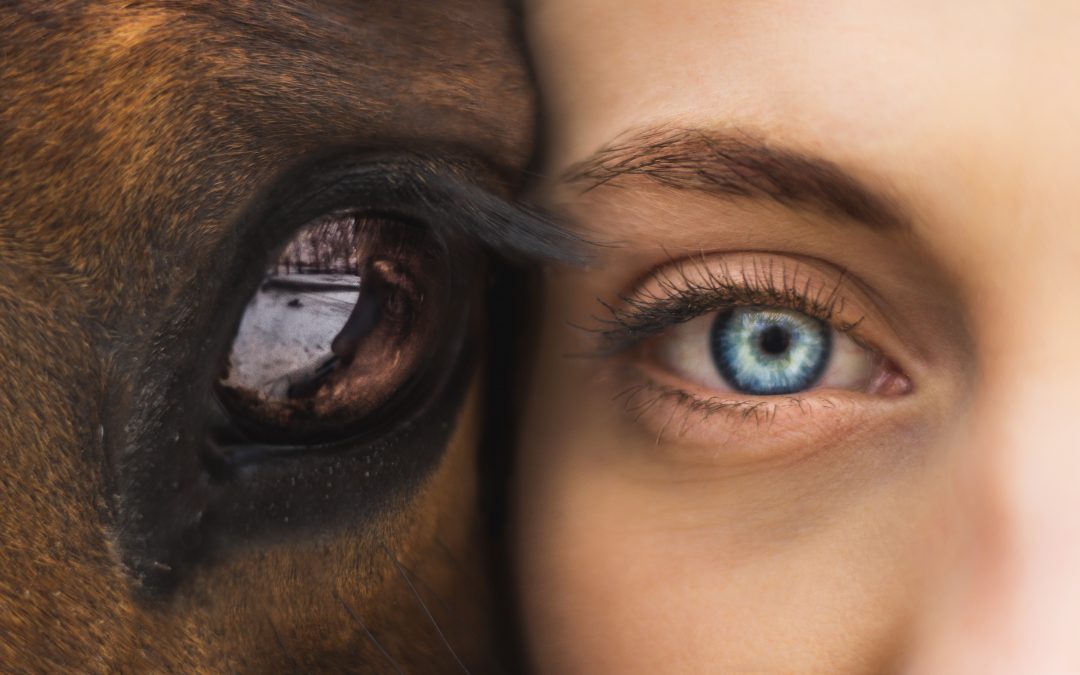 Why Leadership Feels Hollow and Why Horses Matter Now