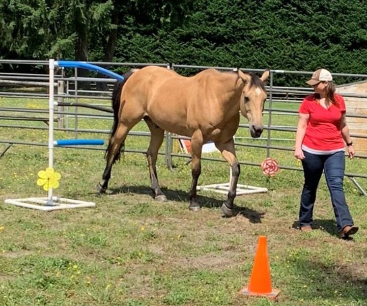 equine assisted training